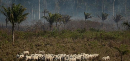 Anistia Internacional liga JBS a ilegalidades na Amazônia