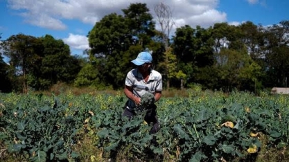 AL: Pesquisa mostra que pandemia pode afetar distribuição de alimentos