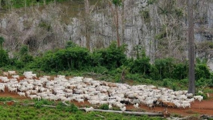 Pecuária concentra metade do desmatamento em 2% dos municípios