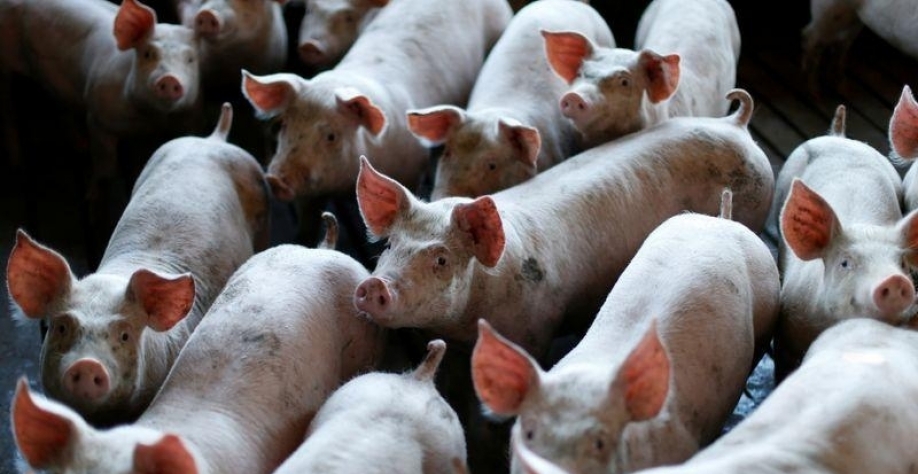 Preços do suíno batem recordes com baixa oferta e demanda aquecida