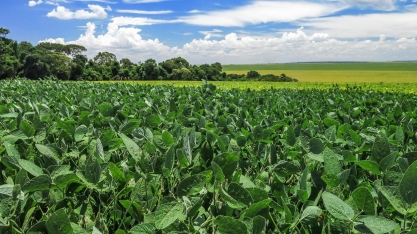 Soja: Análise Agromensal Cepea/Esalq/USP Junho/2020