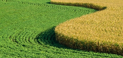 Preços de commodities agrícolas podem cair com 
