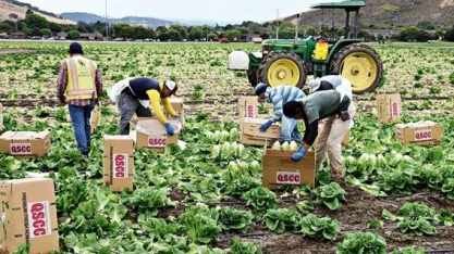 EUA: Produtores com problemas após Covid-19 afastar mão de obra migrante