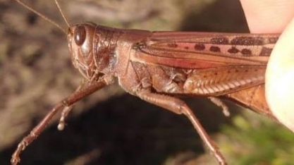 Nuvem de gafanhotos se reaproxima do Brasil e causa preocupação