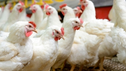 Aves: Análise Agromensal Cepea/Esalq/USP Junho/2020