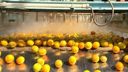 Safra 2019/2020 fecha com exportações de suco de laranja em alta