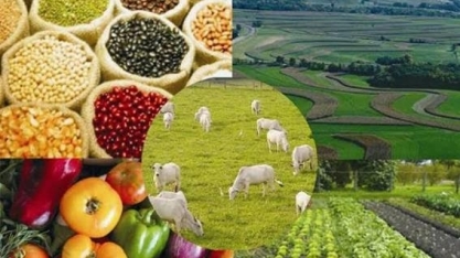 VBP deve atingir R$716,6 bi em 2020; Mapa vê recorde para soja e milho