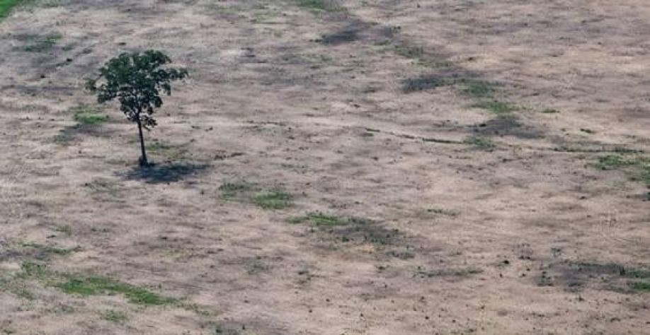 Pressão interna e externa faz crescer interesse na bioeconomia da Amazônia