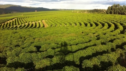 Cafeicultores veem boa qualidade da safra à medida que colheita avança 