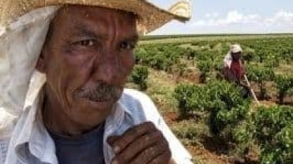 Covid-19:Com pandemia, população ocupada na agropecuária tem queda recorde 