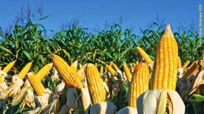 Milho: Análise Agromensal Cepea/Esalq/USP Junho/2020 