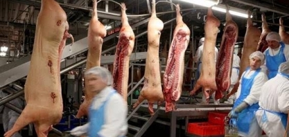 Alemanha planeja reformas na indústria da carne