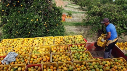 Com demanda por vitamina C, Brasil eleva exportação de frutas cítricas
