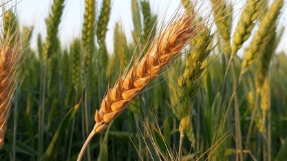 Trigo: Análise Agromensal Cepea/Esalq/USP Junho/2020
