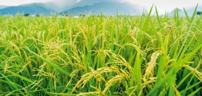 Arroz: Análise Conjuntural Agromensal Cepea/Esalq/USP Julho/2020
