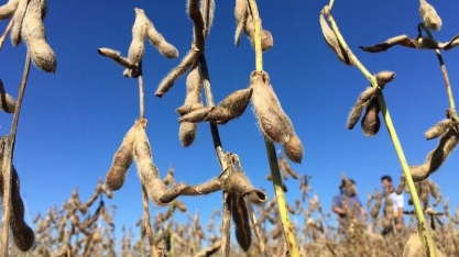 Paraná projeta maior plantio de soja da história; reduz safra de trigo