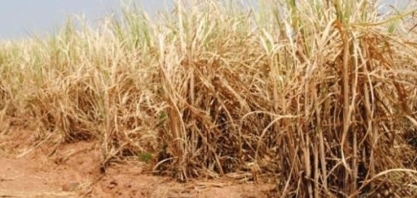 Seca ameaça expectativa de supersafra de açúcar no Brasil