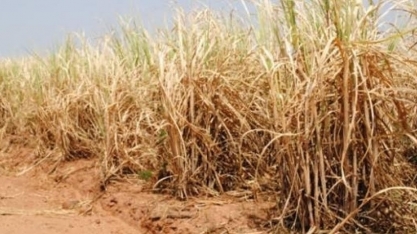 Seca ameaça expectativa de supersafra de açúcar no Brasil