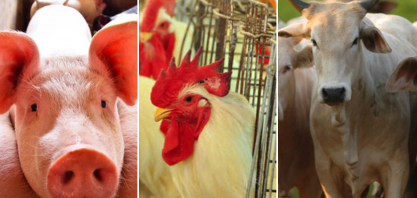 Carne de frango ganha competitividade em relação à suína e bovina 