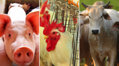 Carne de frango ganha competitividade em relação à suína e bovina 