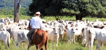Boi: Análise Conjuntural Agromensal Cepea/Esalq/USP Julho/2020