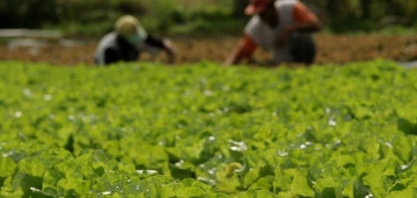 Demanda artificial por alimento básico pode prejudicar pequenos produtores