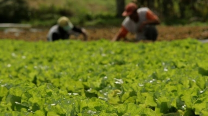 Demanda artificial por alimento básico pode prejudicar pequenos produtores