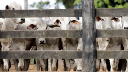Boi supera R$230/arroba e deve seguir em patamar recorde até o fim do ano