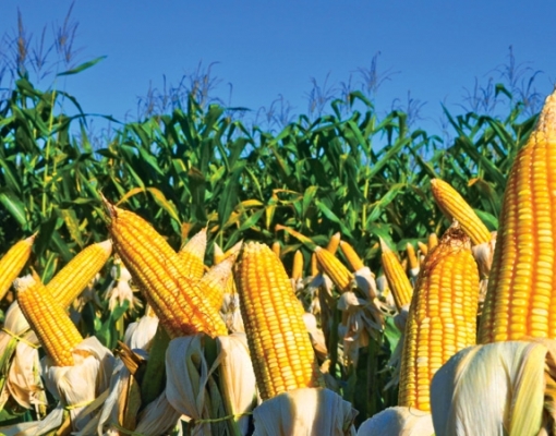 Milho: Análise Conjuntural Agromensal Cepea/Esalq/USP Julho/2020