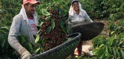 Café robusta volta ao nível de R$400/saca e ES já registra floradas
