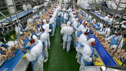 China diz que frango importado do Brasil testou positivo para o Covid-19