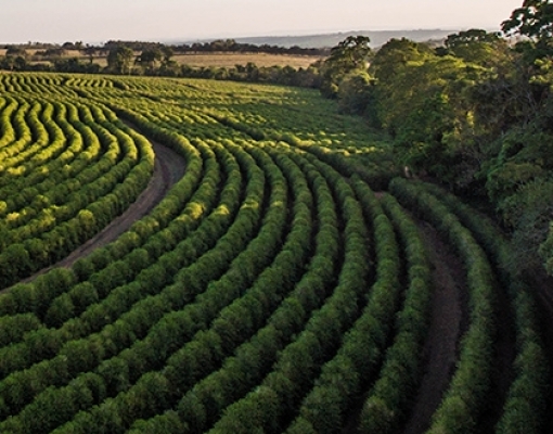 Café: Análise Conjuntural Agromensal Cepea/Esalq/USP Julho/2020