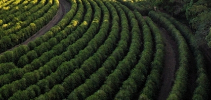 Café: Análise Conjuntural Agromensal Cepea/Esalq/USP Julho/2020