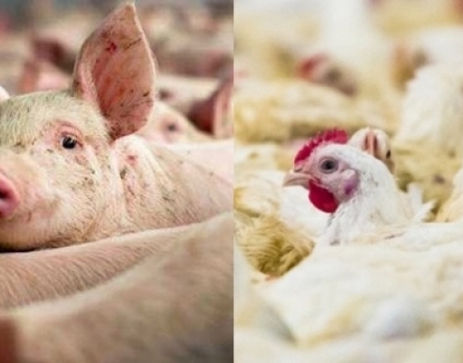 Exportação de carne suína cresce 48% em julho; queda de 5,7% com frango