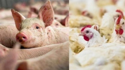 Exportação de carne suína cresce 48% em julho; queda de 5,7% com frango