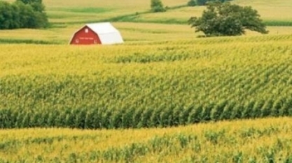 Qualidade das lavouras de milho piora na semana, diz USDA