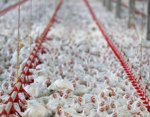 Aurora produziu frango que testou positivo para coronavírus na China