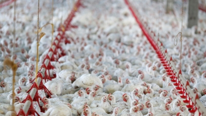 Aurora produziu frango que testou positivo para coronavírus na China