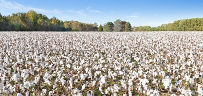 Mercado de algodão se recupera e safra 20/21 deve cair menos