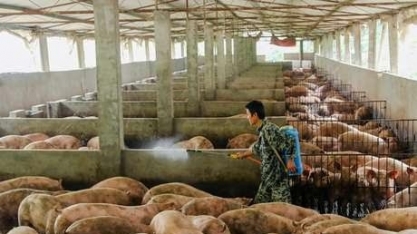 Rebanho de suínos da China cresce em julho, em 1ª alta em mais de 2 anos