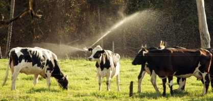 Apesar da pandemia, cadeia do leite reagiu bem