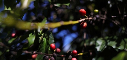Conab retoma pesquisa de café suspensa por pandemia