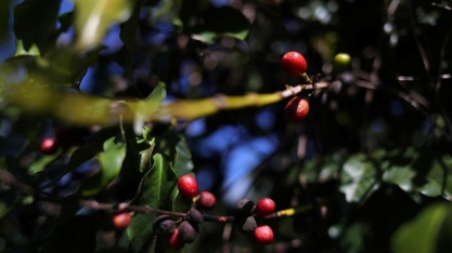 Conab retoma pesquisa de café suspensa por pandemia