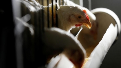 China:Produção de frango continua a crescer e reduz apetite por importações