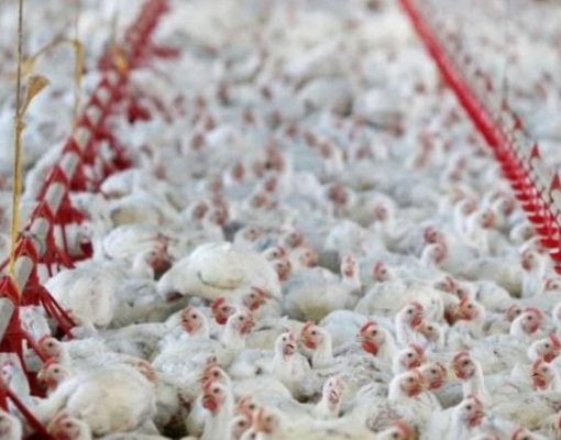 Hong Kong proíbe importação de frango de empresa brasileira