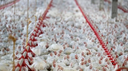 Hong Kong proíbe importação de frango de empresa brasileira