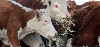 Setor de carnes dos EUA ainda sofre efeito da pandemia