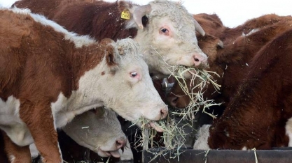 Setor de carnes dos EUA ainda sofre efeito da pandemia