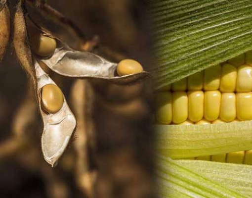 Produção de grãos sinaliza recorde final de 253,7 milhões de toneladas