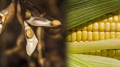 Produção de grãos sinaliza recorde final de 253,7 milhões de toneladas